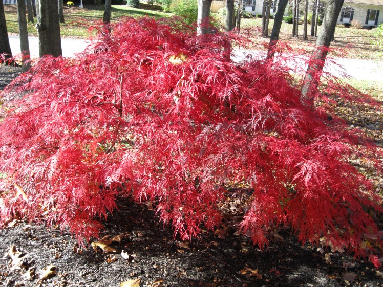 Asian Maple