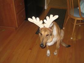 Bailey Antlers