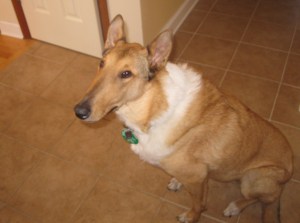 Bailey-smooth-collie