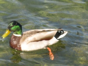 duck