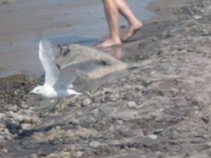 Mandatory Seagull Picture 1.