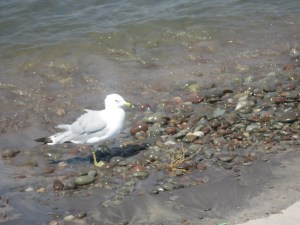 Mandatory Seagull picture 2.