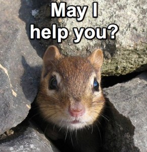 chipmunk-3